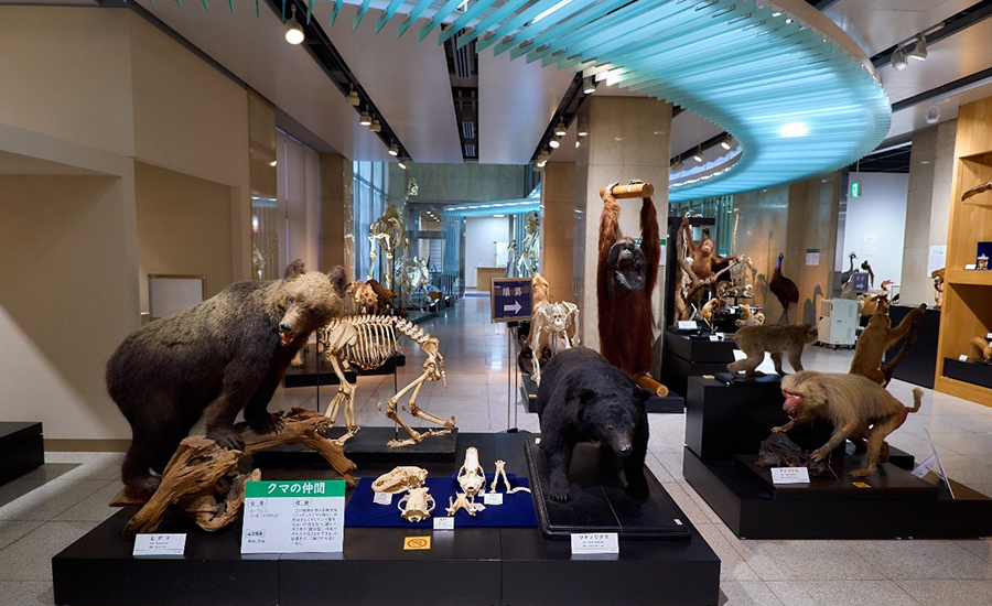 クマ、サルの展示。オラウータン、シロテテナガザルにはそれぞれ骨格標本と剥製標本の２つがある
