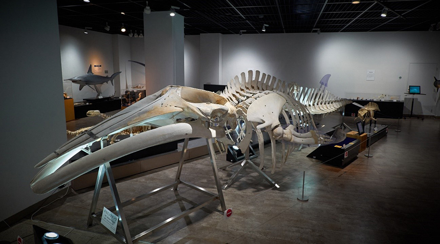 骨の博物館で一番大きな標本のクロミンククジラ