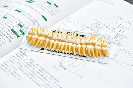 模型歯のスケッチで構造を理解する