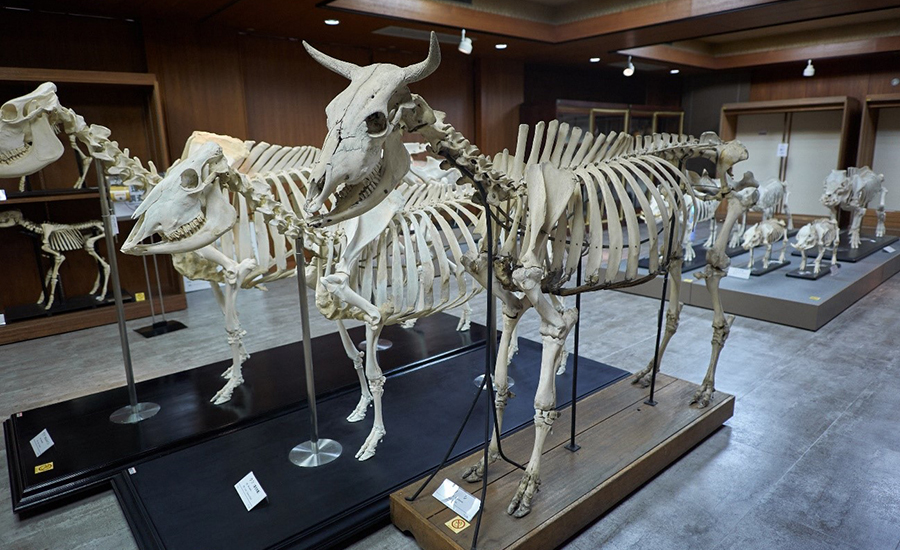 展示予定の家畜の骨格標本