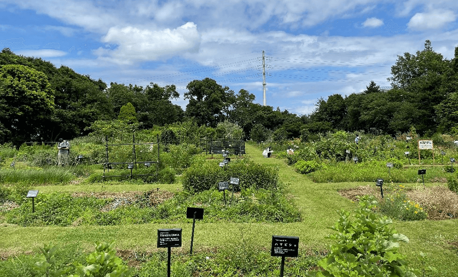薬用植物園