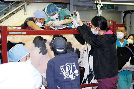 成牛を使った産業動物臨床実習