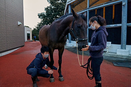 診療班は馬の脚を触り、腫れや熱を帯びていないかチェックする