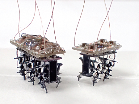 内木場・金子研究室で研究を進めているマイクロロボット。サイズはそれぞれ4、5㍉程度