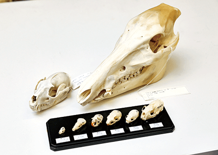 コウモリ（左下）、イノシシ（右上）などの頭骨